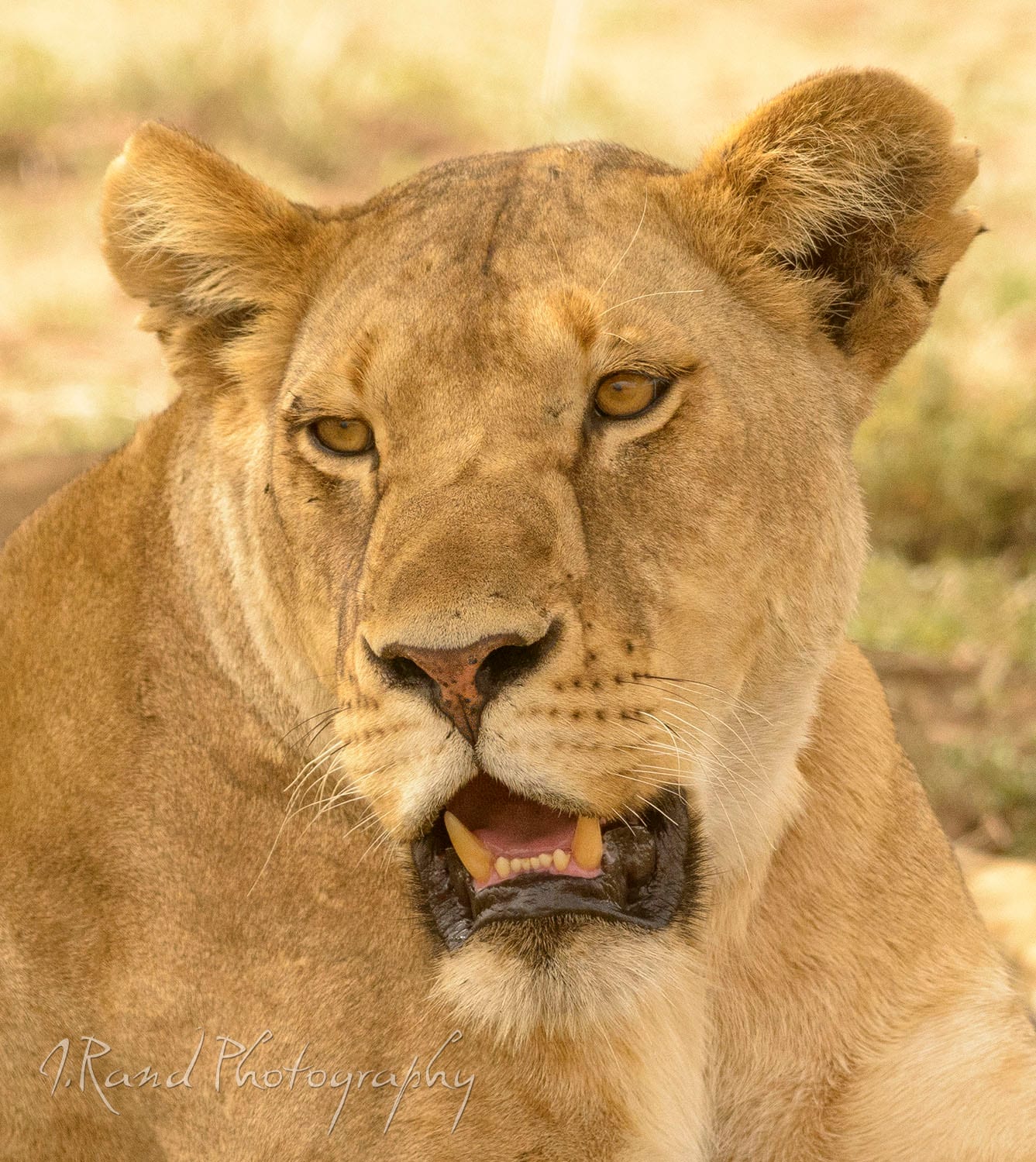 Female Lion, Tanzania Africa