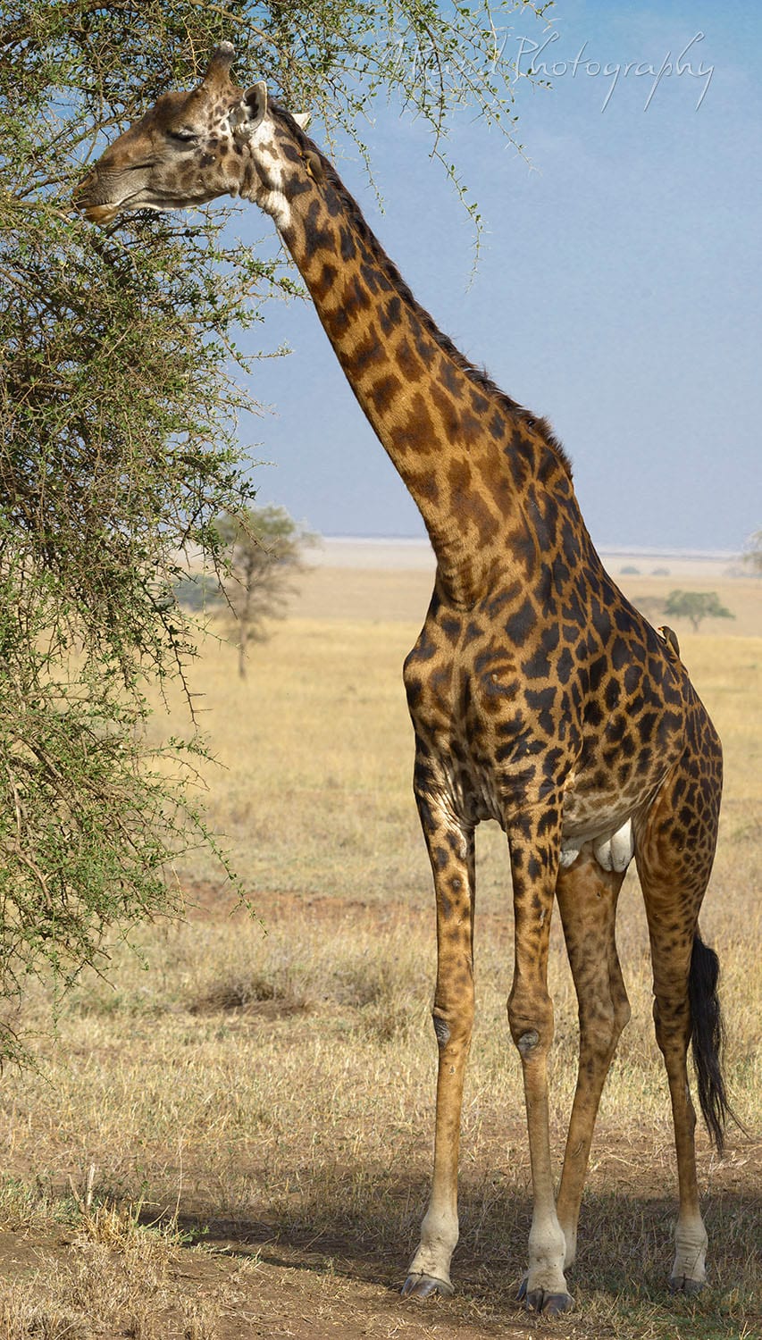 Giraffe, Tanzania Africa