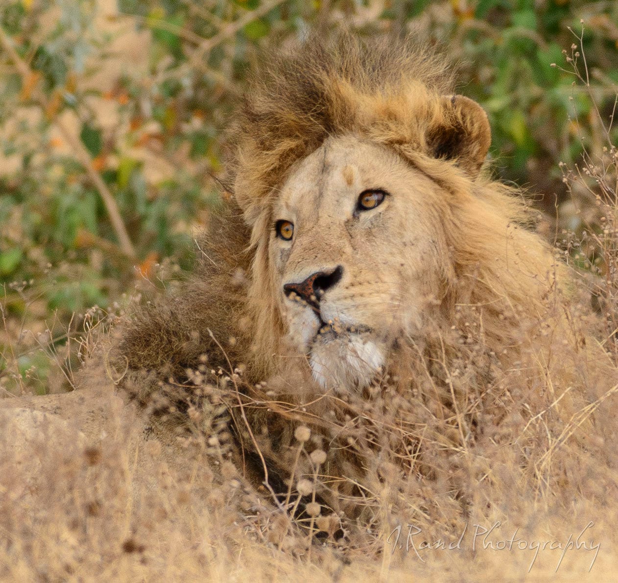 Lion, Tanzania