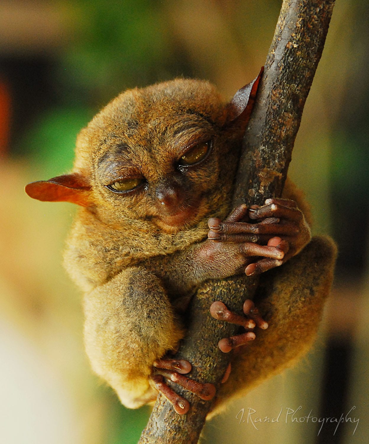 Tarsier, Philippines