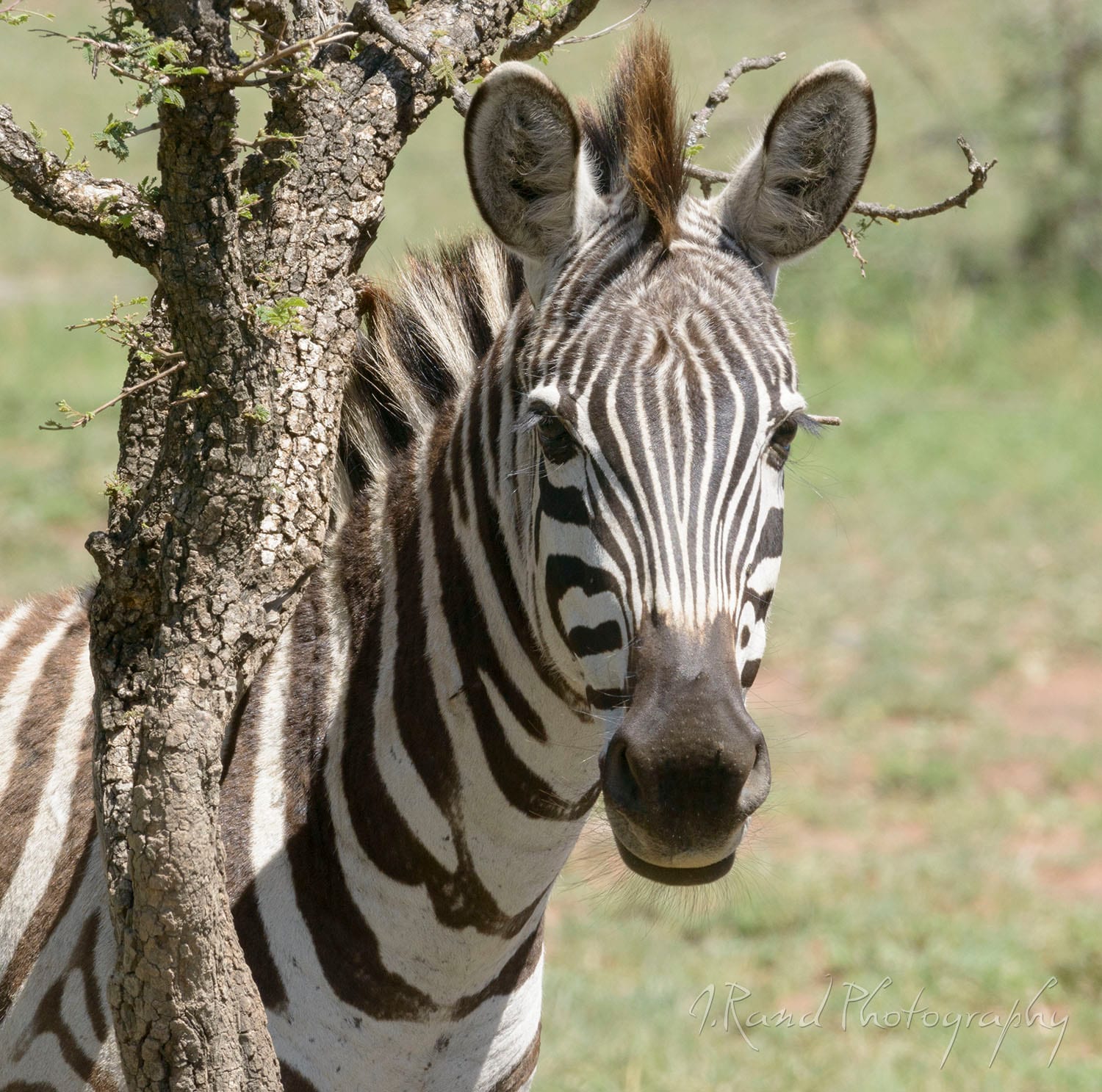 Zebra, Tanzania