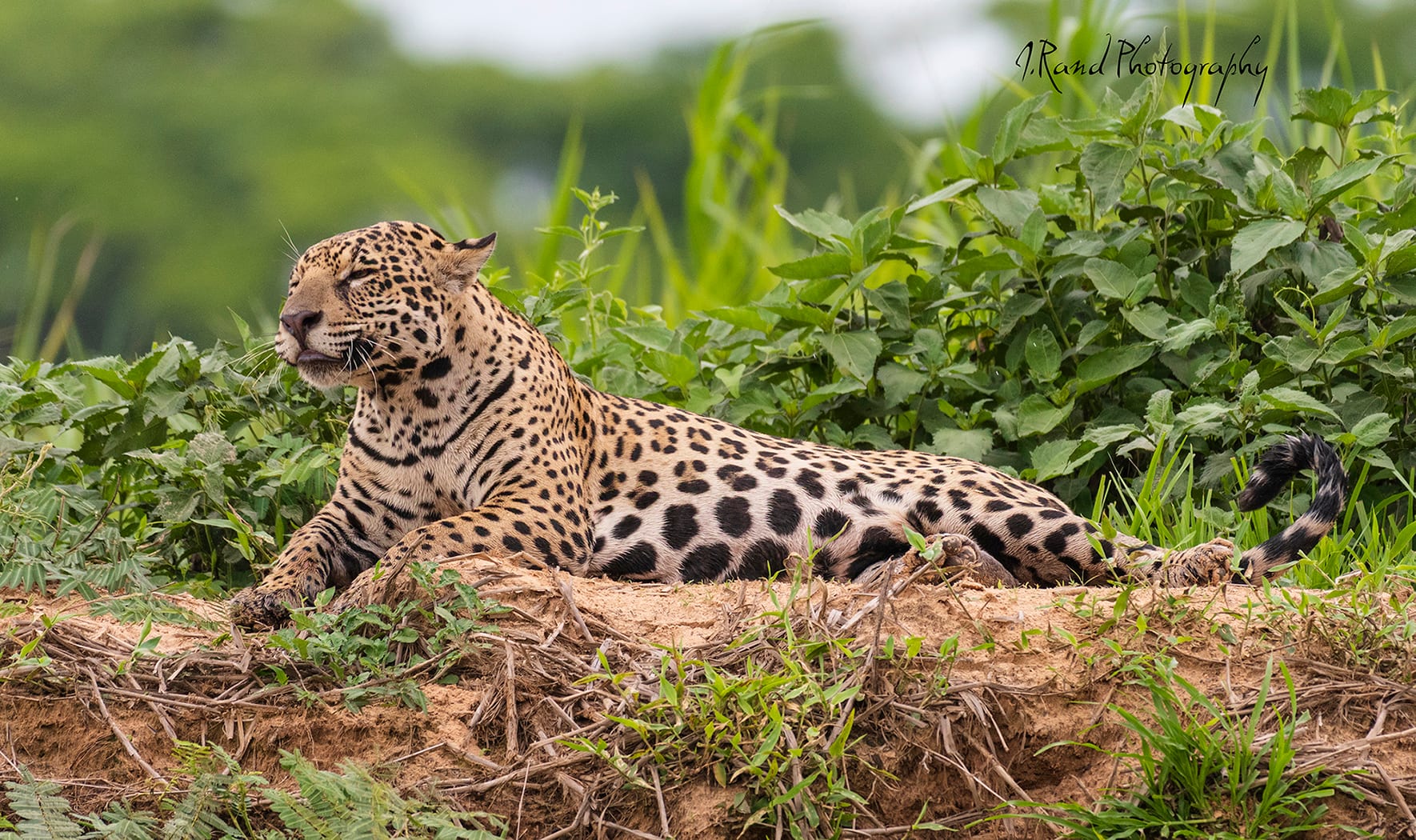 Jaguar, Pantanal Brazil