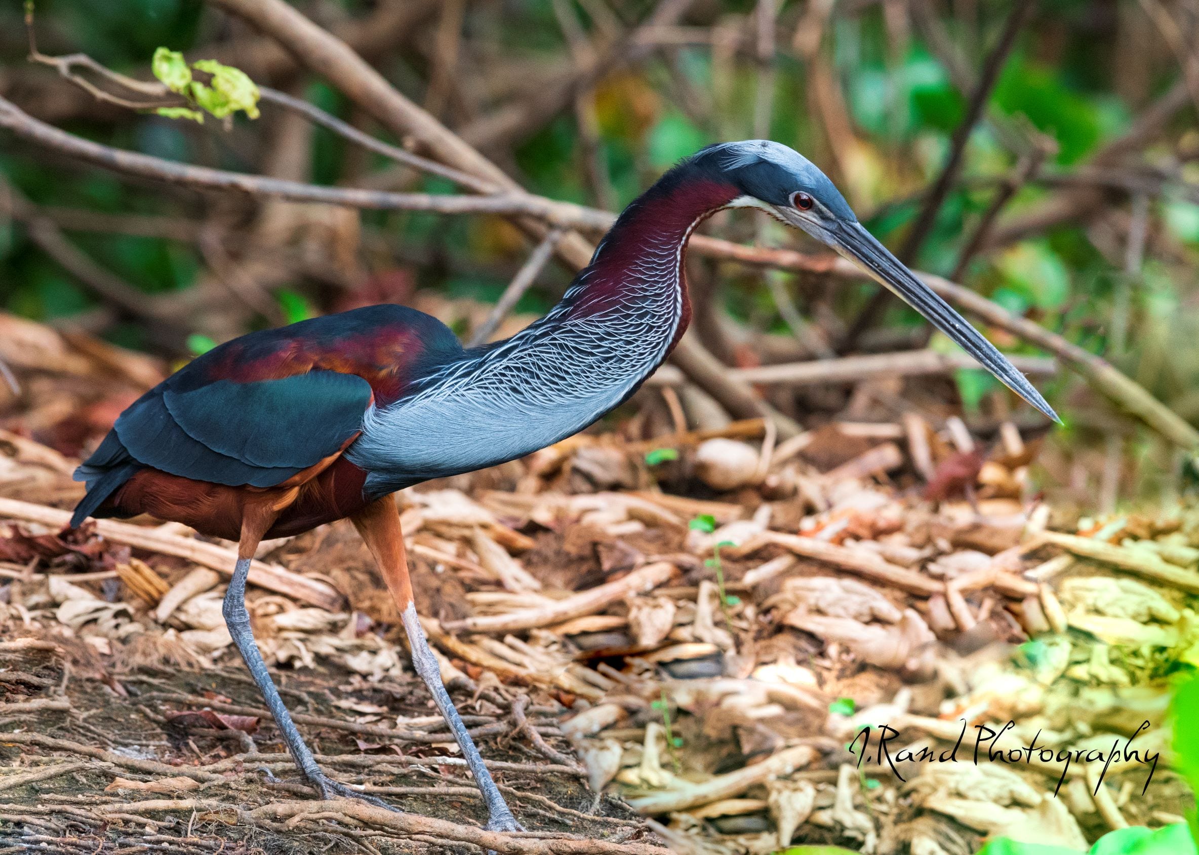 Agami Heron, Pantanal Brazil