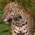 Jaguar Brazil