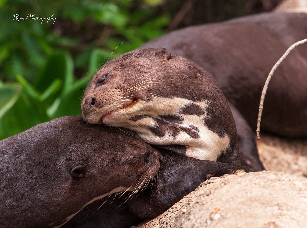 River Otter, Pantanals, Brazil