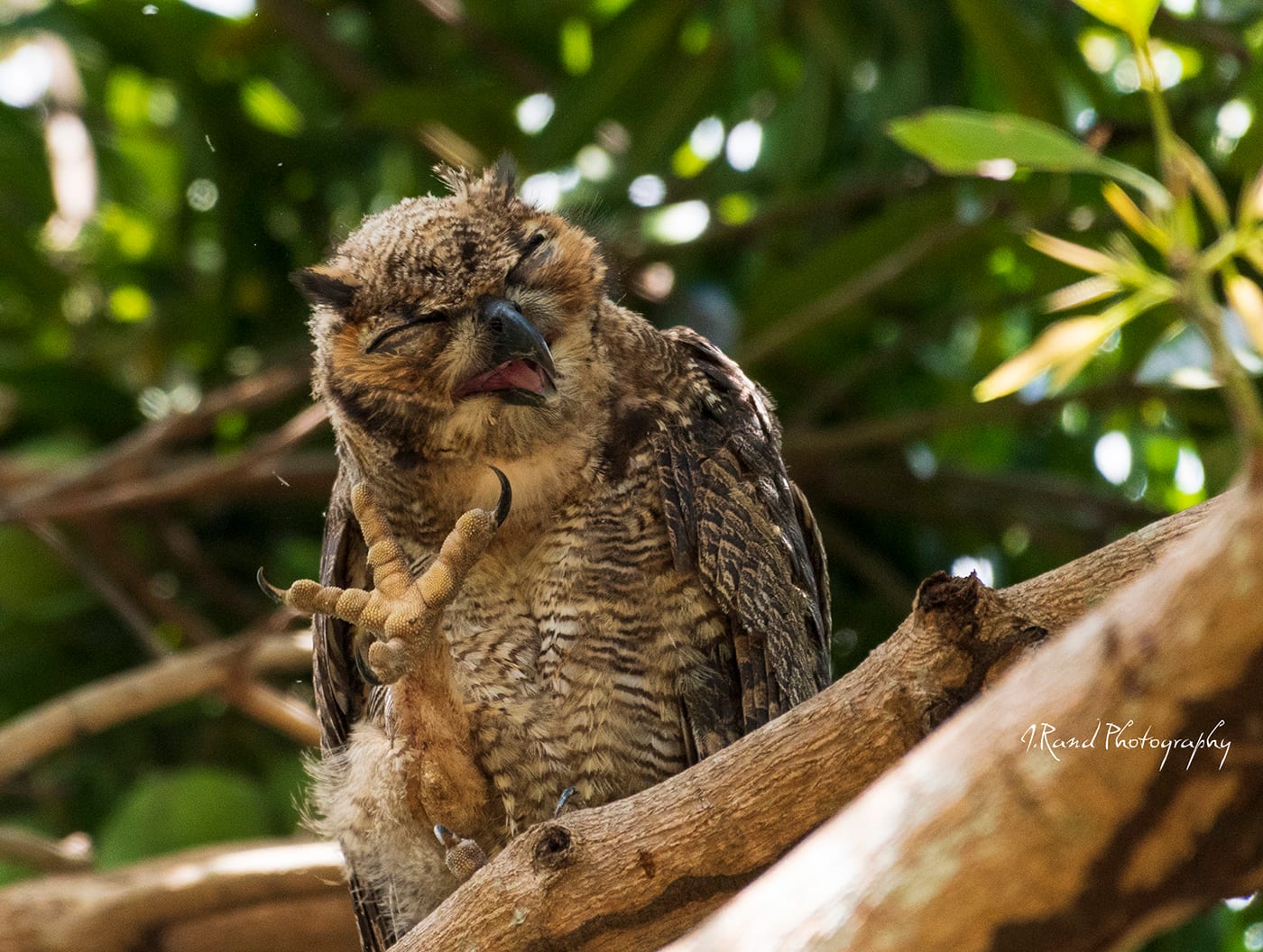 Owl, Pantanals Brazil