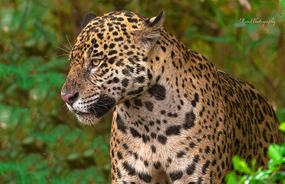 Jaguar Pantanals, Brazil