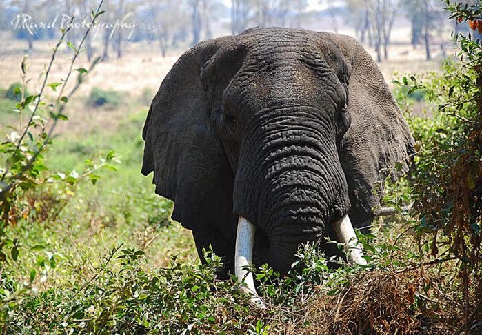 J Rand Photography Nature 18 Tanzania Elephant 1024x685