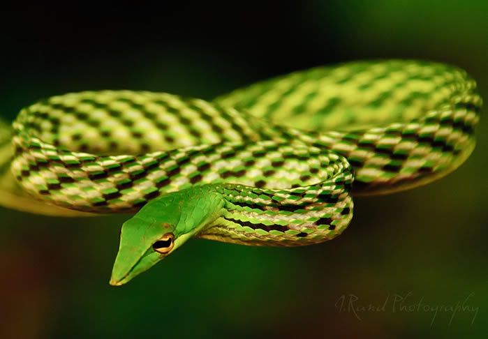 J Rand Photography Nature 25 Sri Lanka Green Vine Snake 1024x698