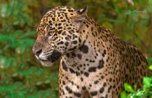 Jaguar Brazil