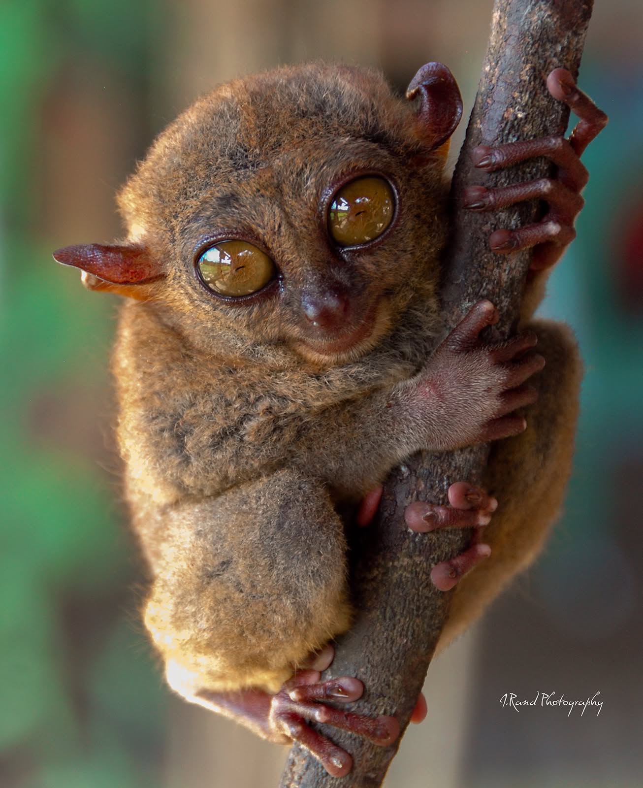 Tarsier Philippines