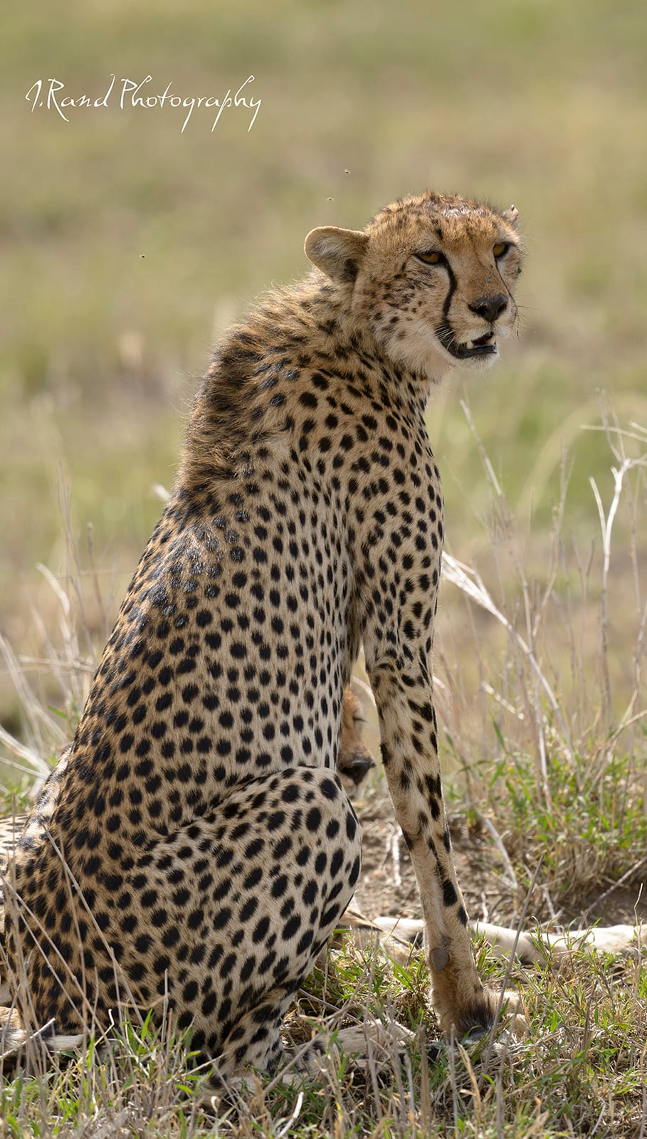 Tanzania Cheetah