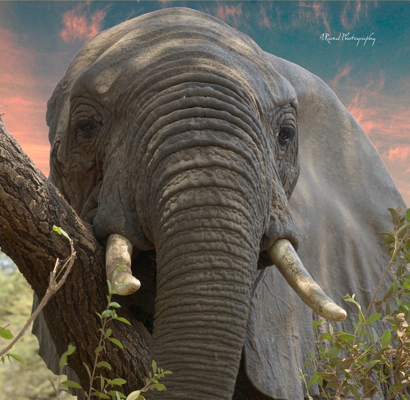 Tanzania Forest Elephant